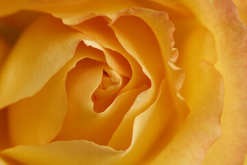 Close up der Blüte einer orangen Teerose