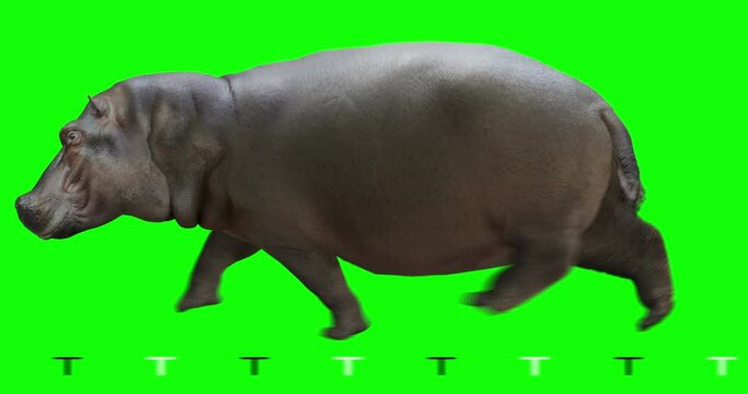 Hippo (hippopotamus) runs. Isolated and cyclic animation. Green Screen.