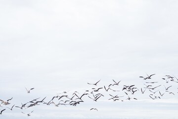 Group of seagulls flying over the beach during daytime