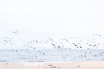 Group of seagulls flying over the beach during daytime