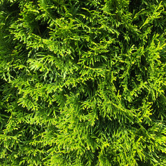 Green Thuja occidentalis Columna texture macro