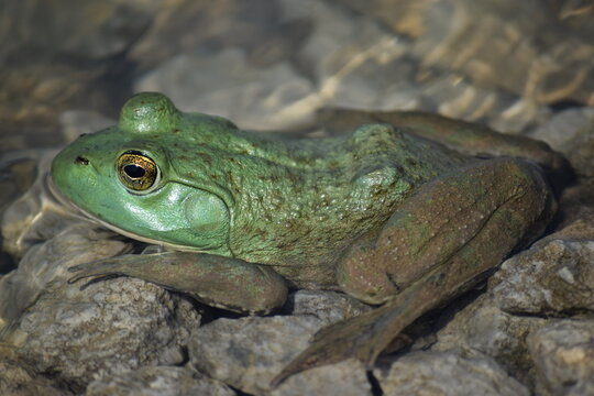 Close-up image of a vibrant green frog in stone pond