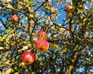 Apples Hanging From an Apple Tree - 367566379