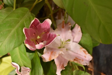Pink Forest lilly in top view ready to bloom