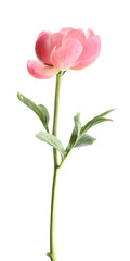 Beautiful pink peony bud isolated on white