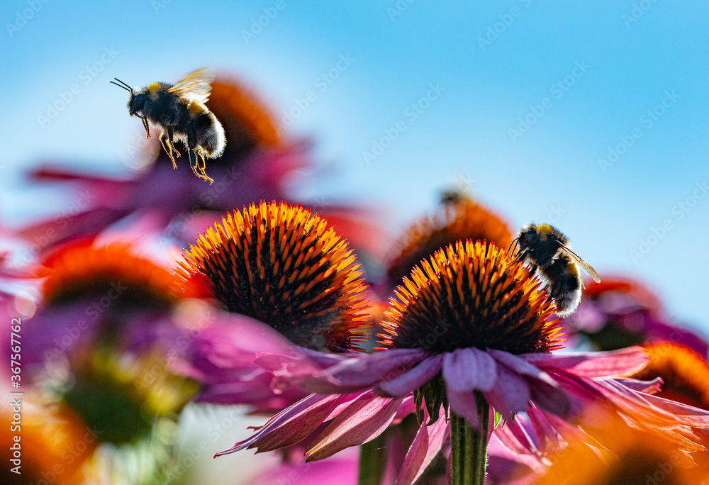 Poster bumblebees and echinacea flowers close up