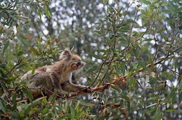 Koala climbing the branch - Kennett River, Victoria, Australia