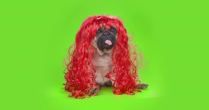 Funny, cute pug dog in red wig. Long hair like girl princess. Looking at the camera, tilting head in surprise. Green screen, chroma key. Green background. Funny animal concept