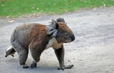 Koala on dirt road  - Kennett River, Victoria, Australia