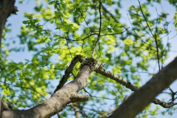 bird on tree