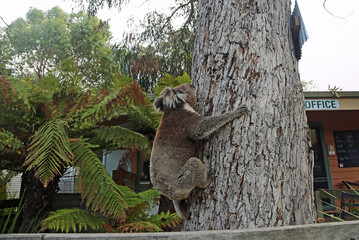 Koala climbing the stem - Kennett River, Victoria, Australia