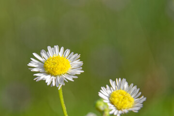 Obraz premium Close up of a white and yellow flower on a summer day.