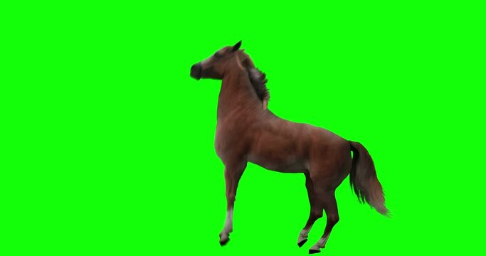 Red horse rearing. Isolated animation. Green Screen