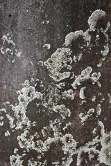 The old aged wood nurturing moss in Sapporo Japan