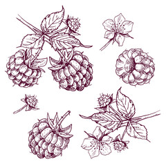 Hand drawn raspberry berries and branch with leaves and flower. Vector illustration in retro style isolated on white background.