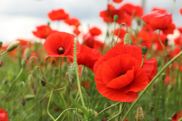 Beautiful red poppy flowers growing in field
