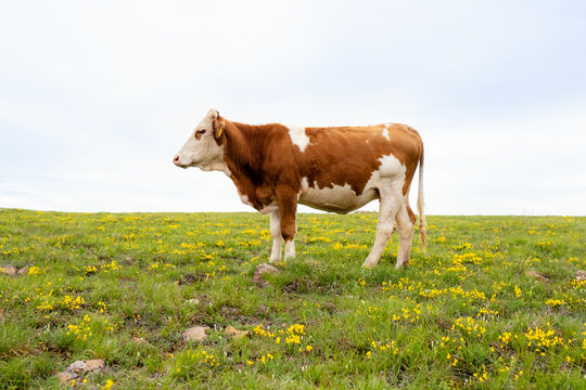 Brown cow standing in the field