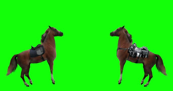 Horse saddled rose on its hind legs. Red stallion rearing. Variations Saddle: sport, cowboy. Animation isolated and looped. Green Screen