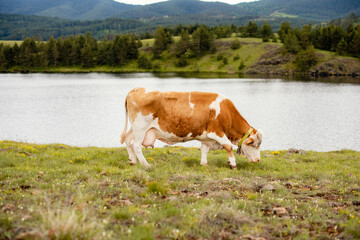 Fototapeta na wymiar A cow grazing the grass by the river