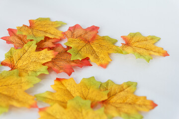 maple leaf and free space for text with white background.