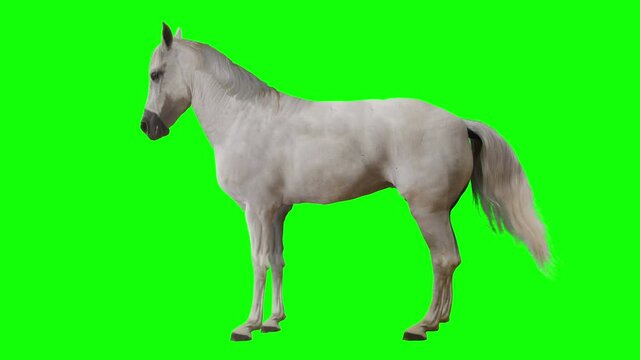 White horse standing. Isolated and cyclic animation. Green Screen