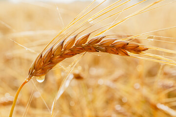 Rye spike close-up on a bright golden background of a rye field out of focus