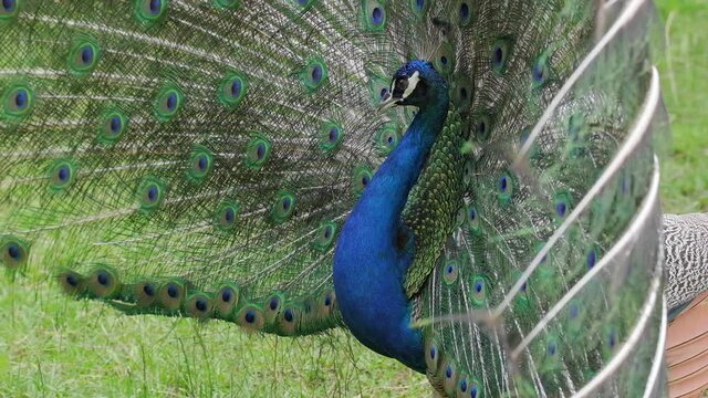 Peacock with opened feathering attracts females