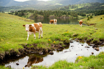 Fototapeta na wymiar A brown cows by the fresh water