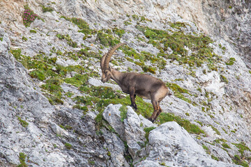 Adult male Alpine ibex (Capra ibex)