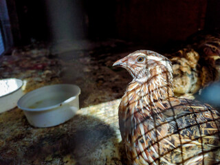 African Quails in a Bird Cage 
