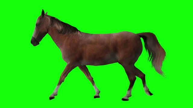 Chestnut horse walking. Isolated and cyclic animation. Green Screen