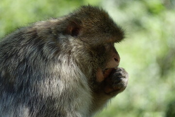 un singe qui mange