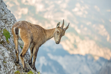 Young Alpine ibex (Capra ibex) perched on rock