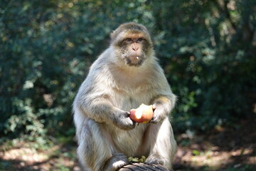singe avec une pomme