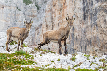 Two Young Alpine ibex (Capra ibex) perched on rock