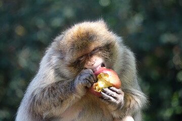 grand singe mange une pomme