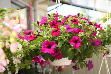 Fototapeta na wymiar Beautiful petunia flowers in plant pot hanging outdoors