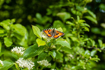 Butterfly on the flower