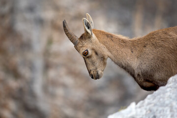 Young Alpine ibex (Capra ibex) portret