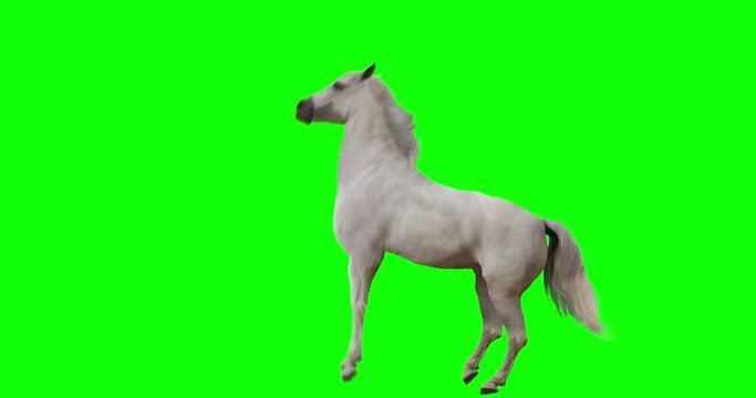 White horse rearing. Isolated animation. Green Screen