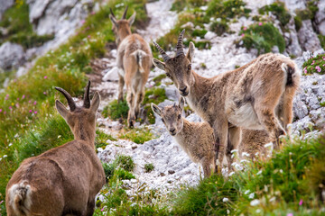 Naklejka na ściany i meble Alpine Ibex Male Animals on the Mountain Rocks, Montasio, Friuli Venezia Giulia, Julian Alps, Italy