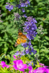monarch butterfly on a blue flower on a Sunny summer day