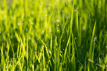 Fototapeta na wymiar Green rice plantation on sunny of morning in countryside