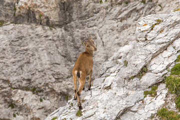 Young Alpine ibex, Capra ibex perched on rock