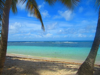 Fototapeta na wymiar des palmiers sur une plage de sable blanc devant la paradisiaque mer turquoise