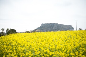 Beautiful shot of a bright yellow blooming canola field in Jeju Island, South Korea