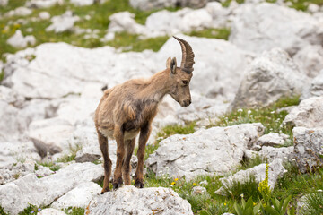 Young Alpine ibex (Capra ibex) perched on rock