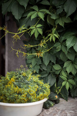 Harvest of cucumbers and dill for pickling. Countrylife. Fresh air. Healthy eating.