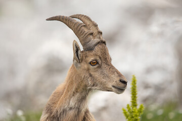 Young Alpine ibex (Capra ibex) portret