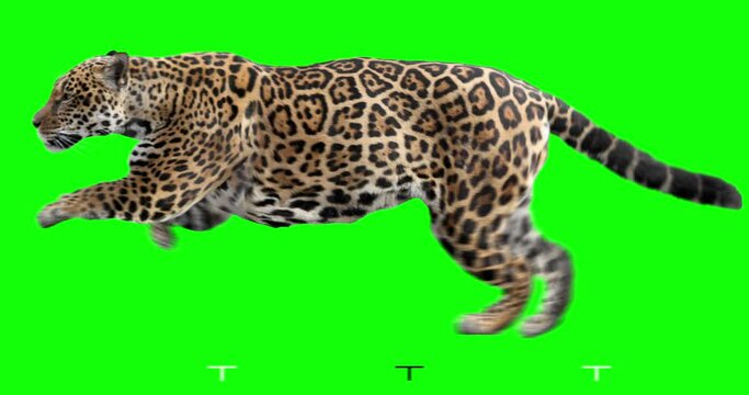 Jaguar running. Isolated and cyclic animation. Green Screen.